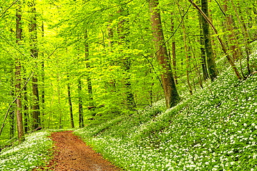 Hiking trail through Common beeches forest (Fagus sylvatica), with flowering Ramsons (Allium ursinum), Sihlwald Wilderness Park, Canton Zurich, Switzerland, Europe