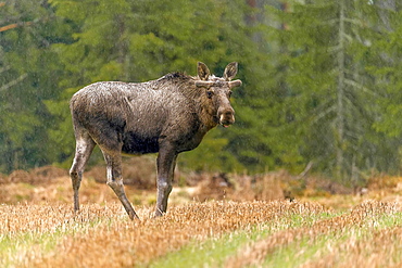 Elk (Alces alces), bull, standing on forest meadow in rain, Hedmark Province, Norway, Europe