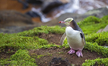 Yellow-eyed penguin (Megadyptes antipodes), Moeraki, Palmerston, Otago, New Zealand, Oceania