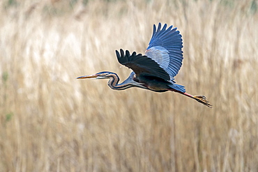 Purple heron (Ardea purpurea) flying in reeds, Germany, Europe