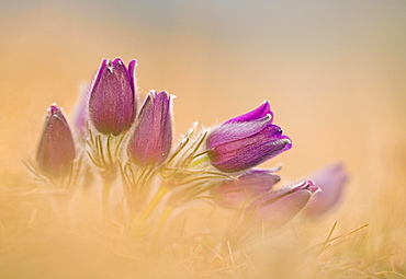 Pasque flowers (Pulsatilla vulgaris) Bavaria, Germany, Europe