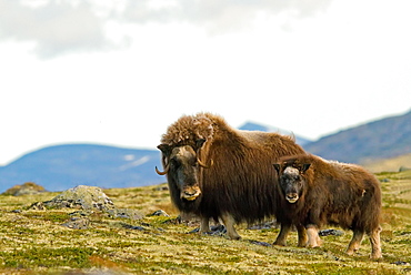 Musk oxes (Ovibos moschatus), mother with young animal, Dovrefjell National Park, Norway, Europe