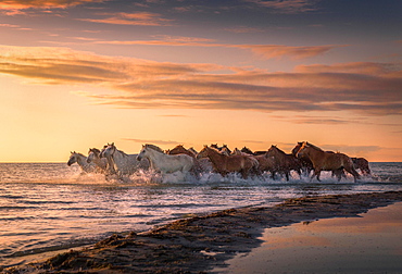 Horses running through the water, shore of lake Buir Nur, Dornod-Aimag, Mongolia, Asia