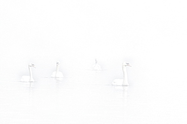 Floating Mute swans (Cygnus olor) in fog, High Key, Lower Rhine, North Rhine-Westphalia, Germany, Europe