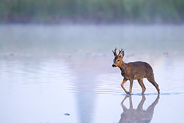 European roe deerbock (Capreolus capreolus) runs through shallow water, Lower Rhine, North Rhine-Westphalia, Germany, Europe