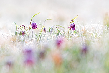 Red Snake's Head Fritillary (Fritillaria meleagris) in meadow with frost, Hesse, Germany, Europe