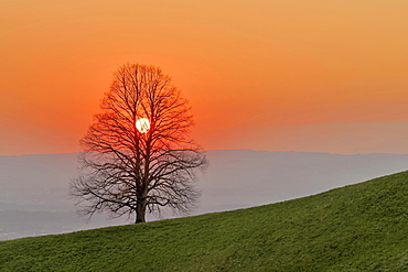 Setting sun shines through linden tree (Tilia), Canton Zug, Switzerland, Europe