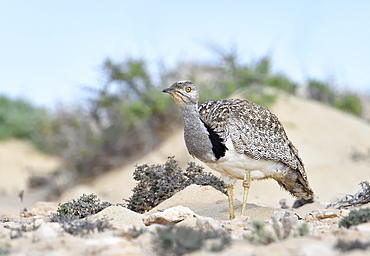 Houbara bustardmales (Chlamydotis undulata) in the semi-desert of Fuerteventura, Canary Islands, Spain, Europe