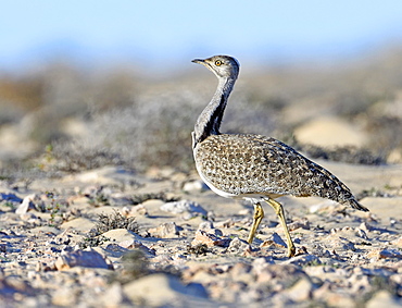 Houbara bustardmales (Chlamydotis undulata) in the semi-desert of Fuerteventura, Canary Islands, Spain, Europe