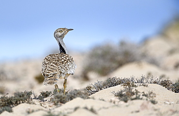 Houbara bustardmales (Chlamydotis undulata) in the semi-desert of Fuerteventura, Canary Islands, Spain, Europe