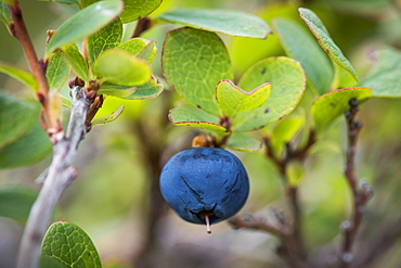 Ripe blueberry, blueberry (Vaccinium myrtillus), Southern Iceland, Iceland, Europe