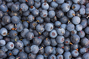 Blueberries, blueberries (Vaccinium myrtillus), Southern Iceland, Iceland, Europe