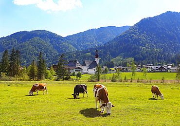 Cattle pasture with the church St.Ulrich, Sankt Ulrich am Pillersee, Pillerseetal, Tyrol, Austria, Europe