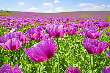 Opium poppy (Papaver somniferum) blooms on a field, Heilbronn, Baden-Wuerttemberg, Germany, Europe