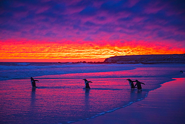 Gentoo penguins (Pygoscelis papua) on the way to the sea at dawn, Volunteer Point, Falkland Islands, South America