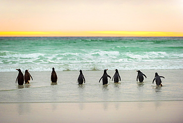 Gentoo penguins (Pygoscelis papua) on the beach in the morning light, Volunteer Point, Falkland Islands, South America