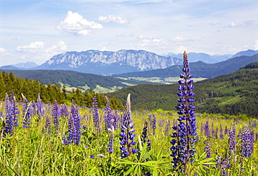 Lupines, Lupinus, multileaved lupine, lupine meadow on the high alpine pasture near Mondsee, behind it Hoellengebirge, Salzkammergut, Upper Austria, Austria, Europe