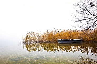 Fishing boat at the reed belt in morning fog, Irrsee, Salzkammergut, Upper Austria, Austria, Europe