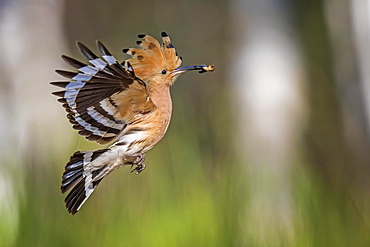 Hoopoe (Upupa epops) flying with prey, during foraging, Middle Elbe Biosphere Reserve, Saxony-Anhalt, Germany, Europe