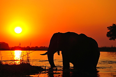 Elephant (Loxodonta africana), silhouette at sunset, standing in the Chobe River, Chobe National Park, Botswana, Africa