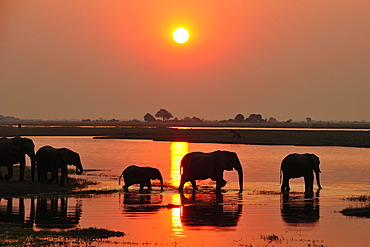 Elephants (Loxodonta africana), silhouettes at sunset, wading through the Chobe River, Chobe National Park, Botswana, Africa