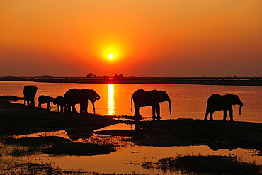 Elephants (Loxodonta africana), silhouettes at sunset, marching along the banks of the Chobe River, Chobe National Park, Botswana, Africa