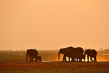 Herd of elephants (Loxodonta africana), marching in the sunset and kicking up dust, Chobe National Park, Botswana, Africa