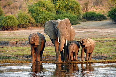 Elephant (Loxodonta africana), female with three young animals drinking water from the Chobe River, Chobe National Park, Botswana, Africa