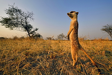 Meerkat (Suricata suricatta), standing in the grass savannah and staring watchfully into the distance, Makgadikgadi salt pans, Botswana, Africa