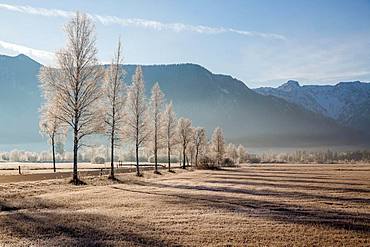 View over Murnauer moss, behind Wetterstein range, Murnau am Staffelsee, Bavaria, Germany, Europe