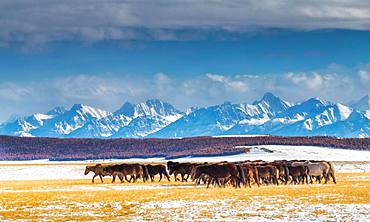 Horses in Darkhad depression and Khoridol saridag mountain range. Khuvsgul province. Mongolia