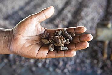 Cocoa beans in one hand, close-up, cocoa factory, batete, organic, Equatorial Guinea, Africa