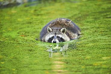 Raccoon (Procyon lotor) floating in a pond, captive, Bavaria, Germany, Europe