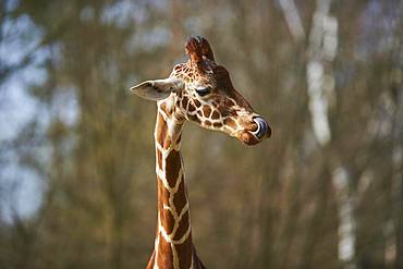 Portrait of a Reticulated giraffe (Giraffa camelopardalis reticulata), captive, Germany, Europe