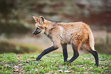 Maned Wolf, young animal, running, captive, Bavaria, Germany, Europe