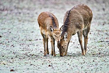 Young (Cervus nippon) in a meadow with hoarfrost, captive, Germany, Europe