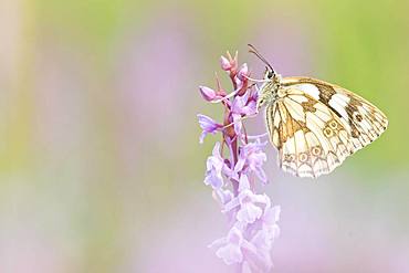 Marbled white (Melanargia galathea) sits on orchid (orchis), Bavaria, Germany, Europe