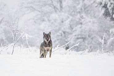 A wolf (Canis lupus) on a meadow in a winter setting, Bieszczady, Poland, Europe