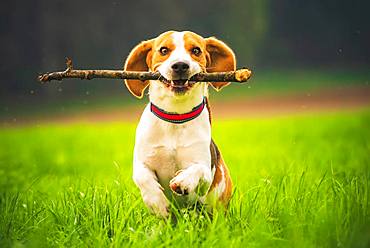 Beagle, male, running with stick in mouth in a meadow, Austria, Europe