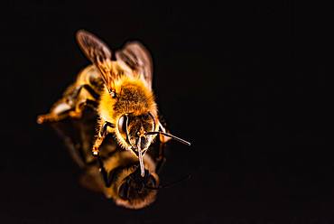 Honey bee (Apis mellifera ), studio recording, black background, Austria, Europe