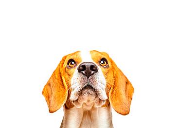 Beagle with pleading look, animal portrait, studio shot, white background, Austria, Europe