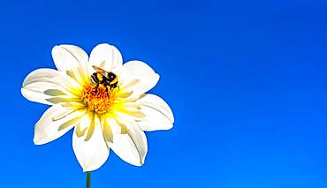 Bumblebee (Bombus) collects nectar from flowers in front of blue sky, Austria, Europe