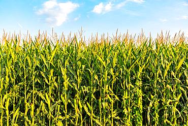 Cornfield in front of a blue sky in summer, Austria, Europe