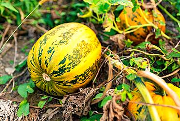 Pumpkin growing in a field, Austria, Europe