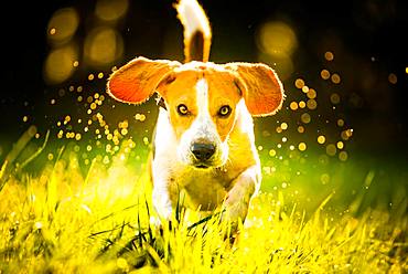 Beagle, male, running through morning dew in a meadow, Austria, Europe