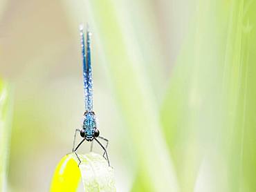 Banded demoiselle (Calopteryx splendens), male, on reed stalk (Phragmites communis), frontal view, Hesse, Germany, Europe