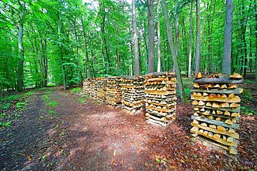 Mounted firewood, meter wood in the forest, Solms, Hesse, Germany, Europe