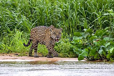 Jaguar (Panthera Onca), stalks in the shore area, Matto Grosso do Sul, Pantanal, Brazil, South America