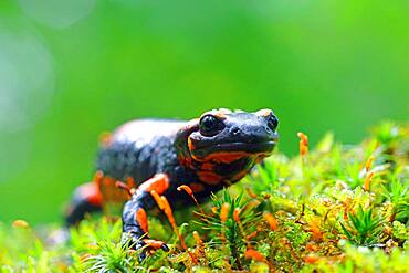 Orange Fire salamander (Salamandra salamandra), Rare colour variation, Solms, Hesse, Germany, Europe