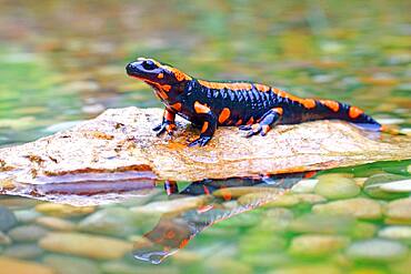 Orange Fire salamander (Salamandra salamandra), Rare colour variation, Solms, Hesse, Germany, Europe